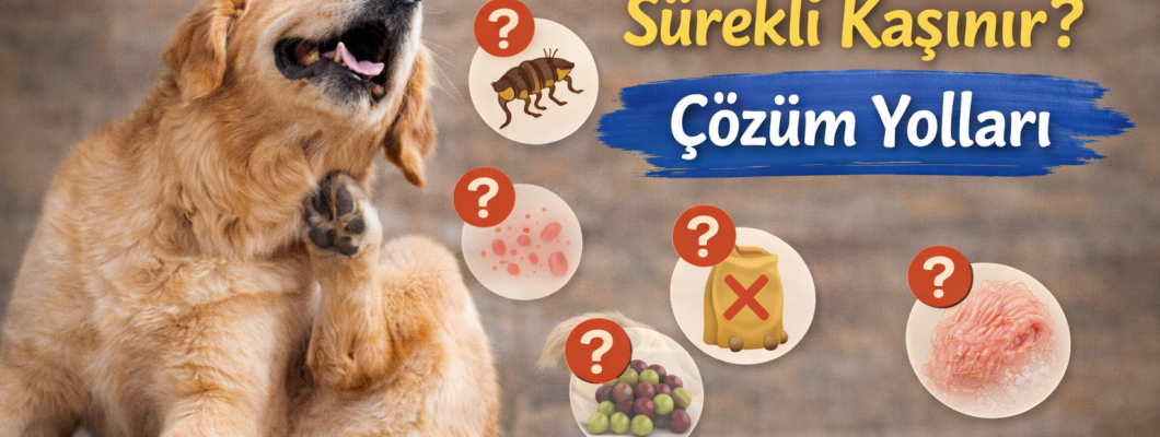 Köpekler Neden Sürekli Kaşınır? Çözüm Yolları